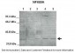 NFKBIA antibody - middle region