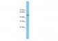 CHRNA7 antibody - N-terminal region