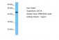 HTR3A antibody - N-terminal region