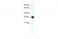 TNFSF12 antibody - N-terminal region