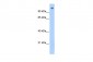 AREB6 antibody - N-terminal region