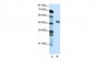 NFYC antibody - C-terminal region