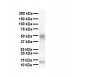 SMAD6 antibody - N-terminal region