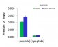 CTCF antibody - N-terminal region