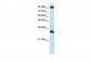 CTCF antibody - N-terminal region