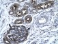 GABPA antibody - C-terminal region