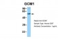 GCM1 antibody - N-terminal region