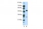 GCM1 antibody - C-terminal region