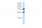 POU3F2 antibody - C-terminal region