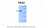 PAX2 antibody - middle region