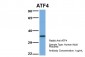 ATF4 antibody - middle region