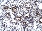 GABPB2 antibody - C-terminal region