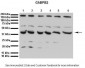 GABPB2 antibody - C-terminal region