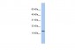 ID2 antibody - middle region