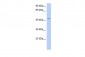 TAF7 antibody - middle region