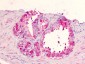 GPR183 / EBI2 Antibody (Extracellular Domain)