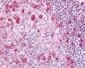 GPR183 / EBI2 Antibody (C-Terminus)