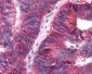 APLNR/ Apelin Receptor / APJ Antibody (Extracellular Domain)