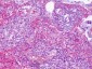 S1PR4 / SIP4 / EDG6 Antibody (Cytoplasmic Domain)