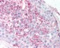 GPCRW / GPR18 Antibody (Extracellular Domain)
