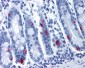 MLNR/GPR38/Motilin Receptor Antibody (Cytoplasmic Domain)