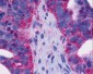GPR4 Antibody (Cytoplasmic Domain)