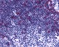 GPR44 / CRTH2 Antibody (C-Terminus)