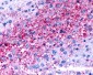 NPBWR1 / GPR7 Antibody (Cytoplasmic Domain)