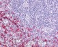 HCAR3 / GPR109B / HM74 Antibody (N-Terminus)