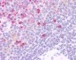 HCAR3 / GPR109B / HM74 Antibody (Cytoplasmic Domain)