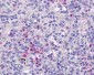 HCAR3 / GPR109B / HM74 Antibody (C-Terminus)