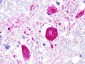 MAS1L / MRG Antibody (C-Terminus)