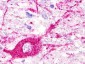 MAS1L / MRG Antibody (C-Terminus)