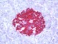 MTNR1A / Melatonin Receptor 1a Antibody (Cytoplasmic Domain)