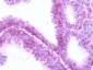 OPRM1 / Mu Opioid Receptor Antibody (Extracellular Domain)