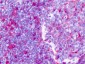 F2RL2 / PAR3 Antibody (Internal)