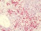 GPR84 Antibody (Extracellular Domain)