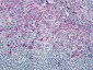 CCR8 Antibody (Cytoplasmic Domain)