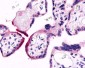 GPR78 Antibody (Cytoplasmic Domain)