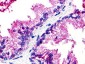 GPR25 Antibody (N-Terminus)