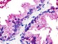 GPR25 Antibody (N-Terminus)
