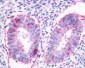 GPR27 Antibody (N-Terminus)