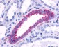 ADRA1B Antibody (Cytoplasmic Domain)