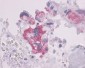 PTHR / PTHR1 Antibody (N-Terminus)