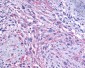GRM1 / MGLUR1 Antibody (C-Terminus)