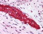 GRM5 / MGLUR5 Antibody (N-Terminus)