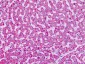 GRM7 / MGLUR7 Antibody (N-Terminus)