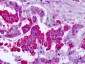 GRM7 / MGLUR7 Antibody (N-Terminus)