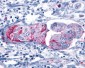 GRM8 / MGLUR8 Antibody (C-Terminus)