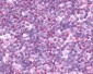 CCR9 Antibody (Cytoplasmic Domain)